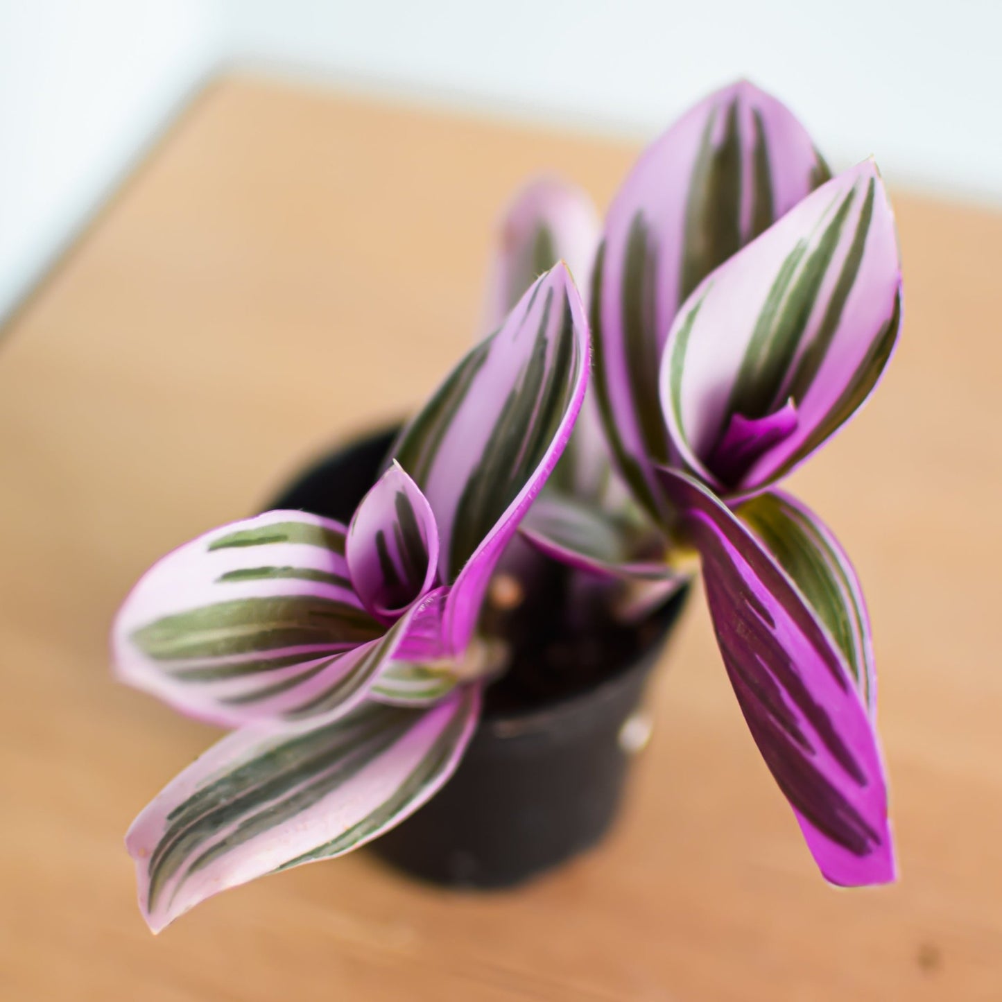 Tradescantia Nanouk | The Plant Boys