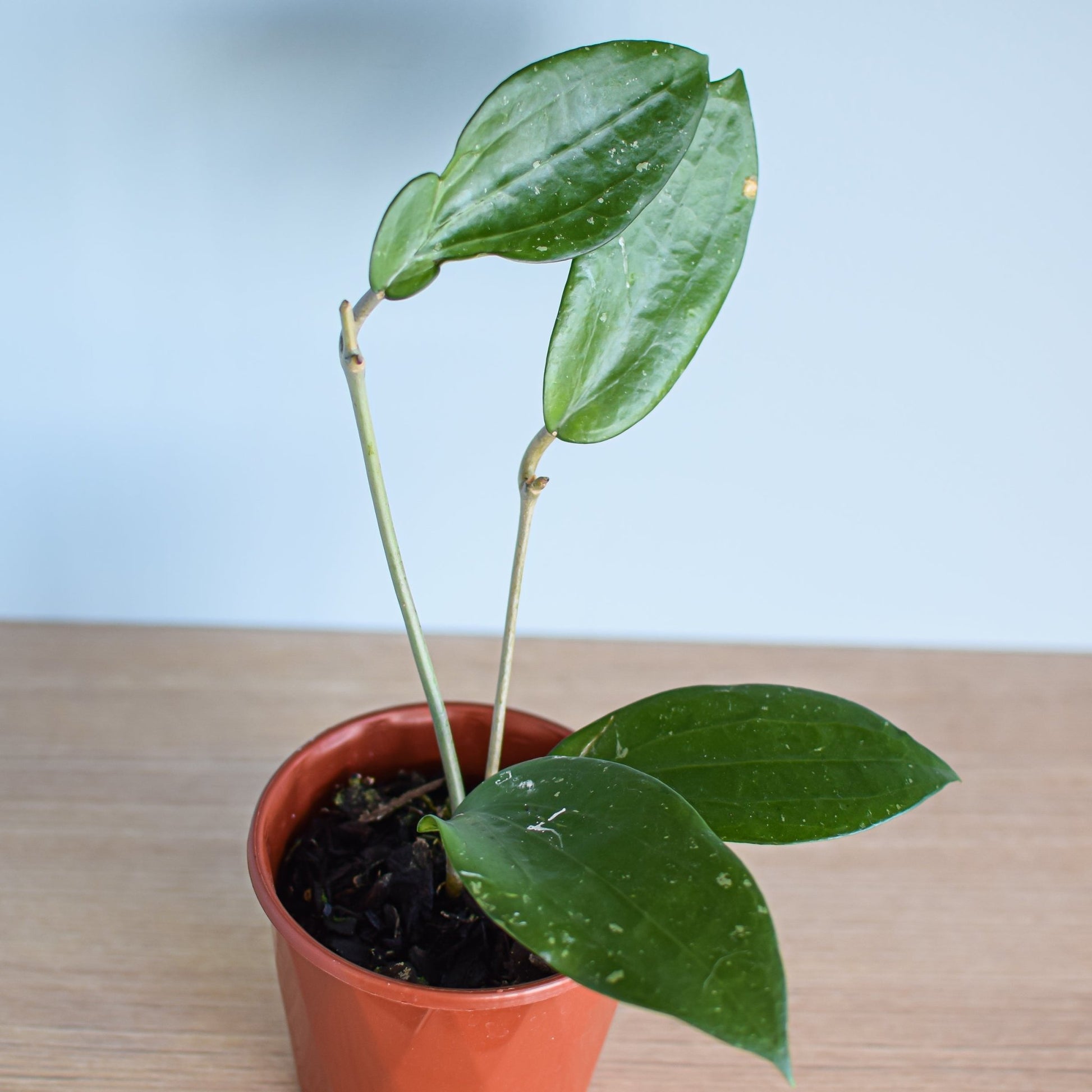 Hoya Purpureo-Fusca | The Plant Boys