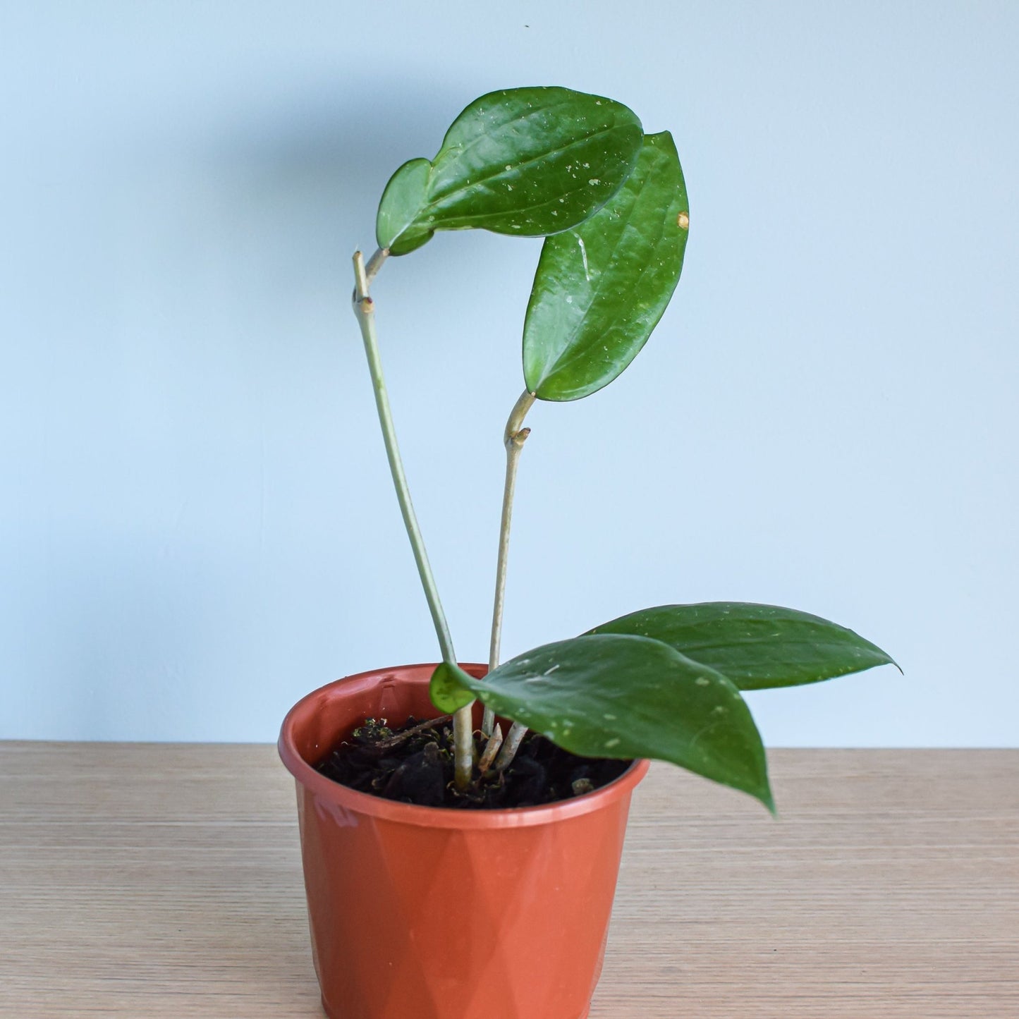 Hoya Purpureo-Fusca | The Plant Boys