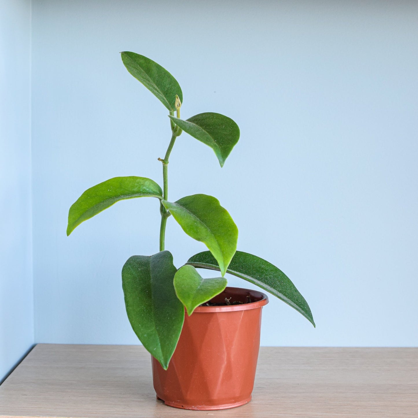 Hoya Albiflora | The Plant Boys