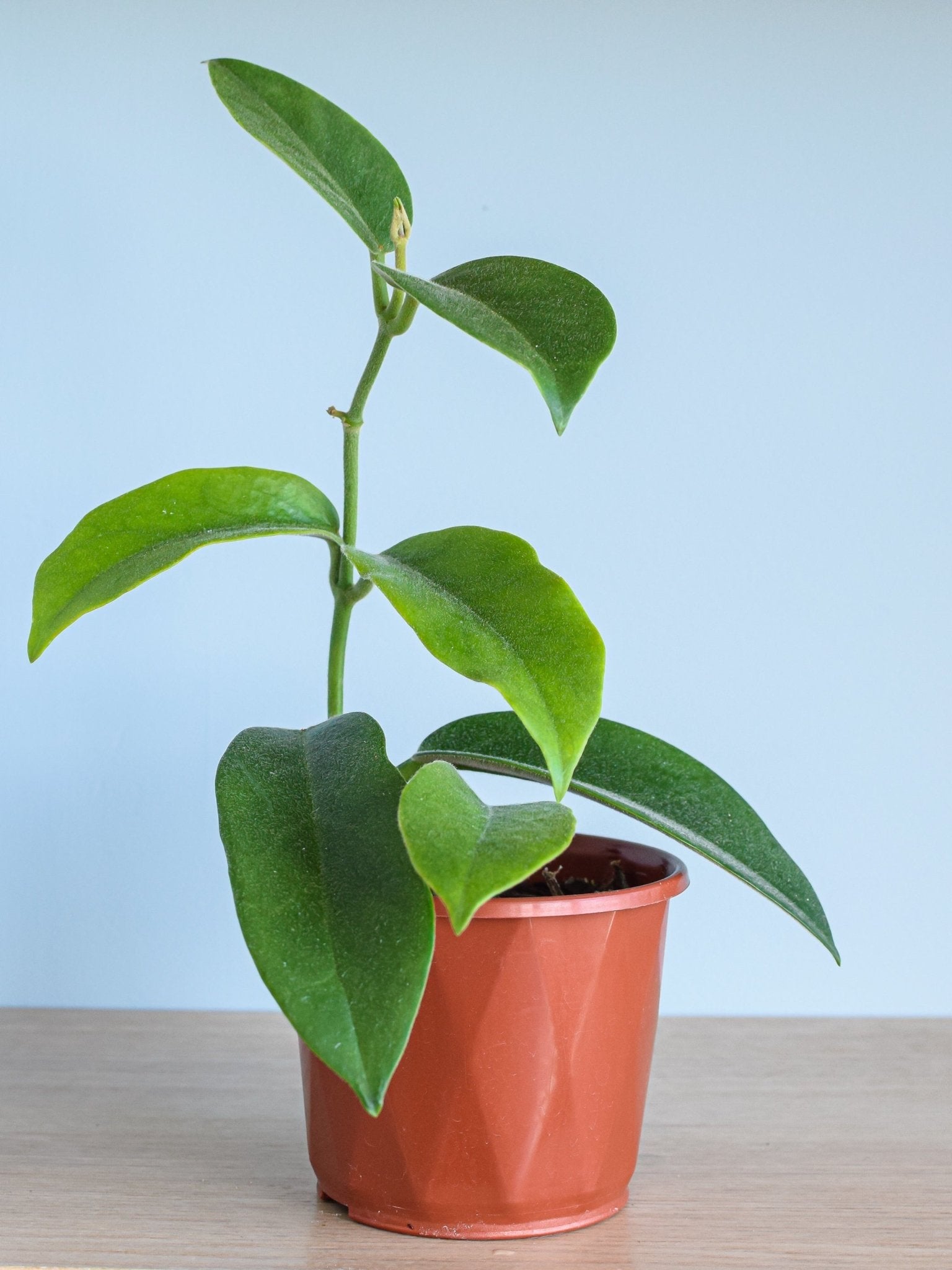 Hoya Albiflora | The Plant Boys