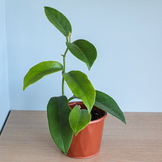 Hoya Albiflora | The Plant Boys