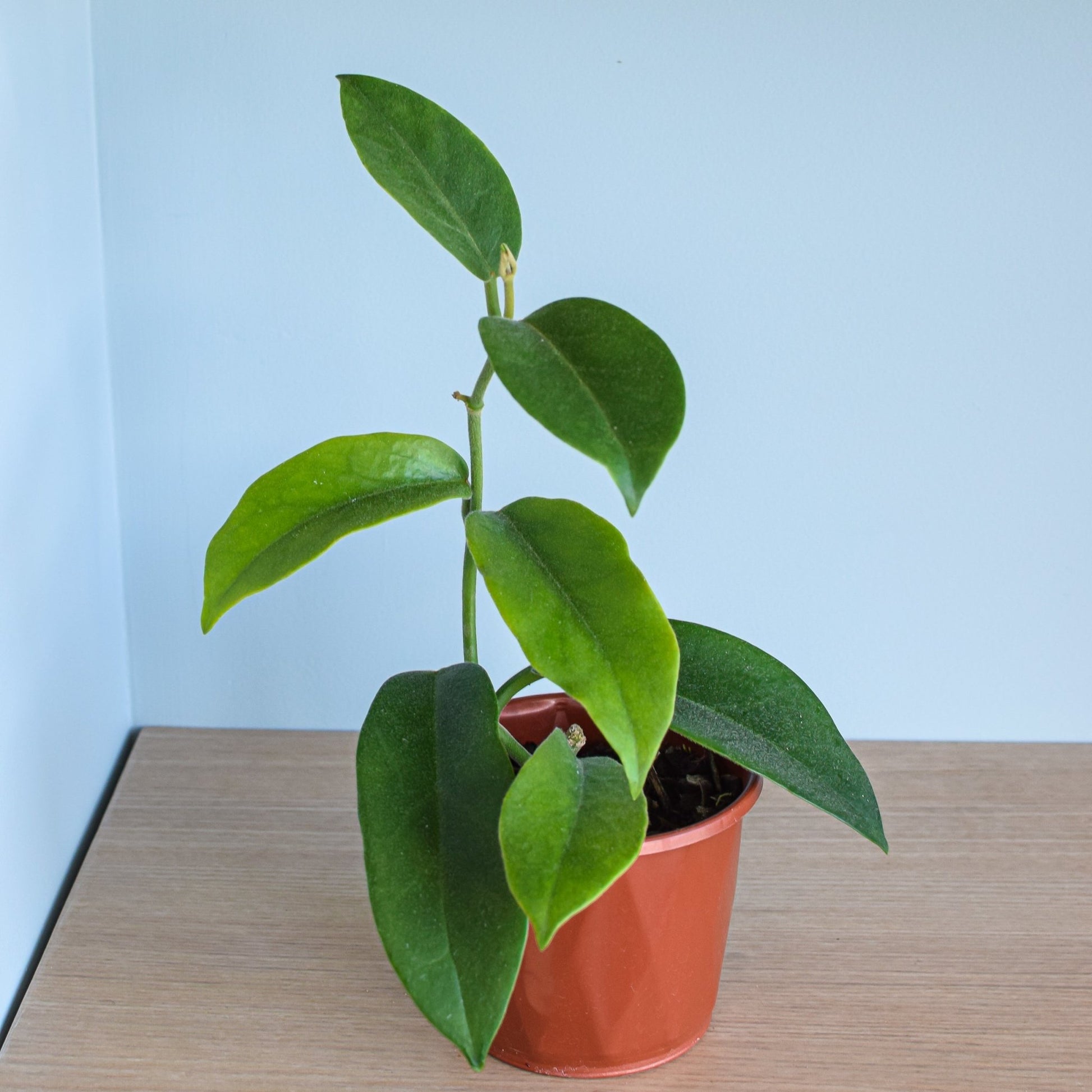 Hoya Albiflora | The Plant Boys