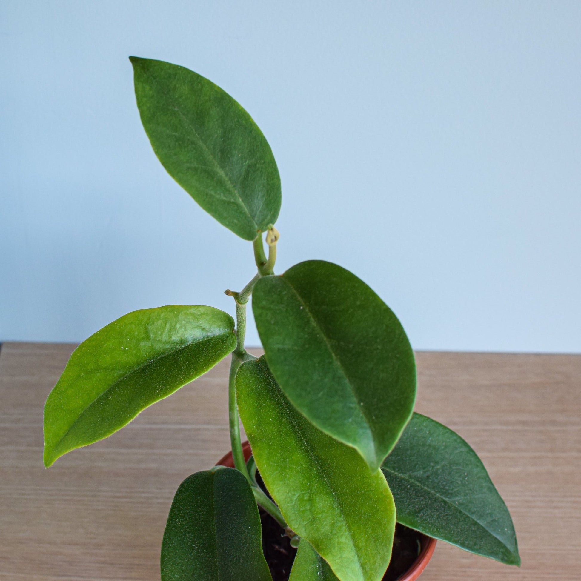 Hoya Albiflora | The Plant Boys