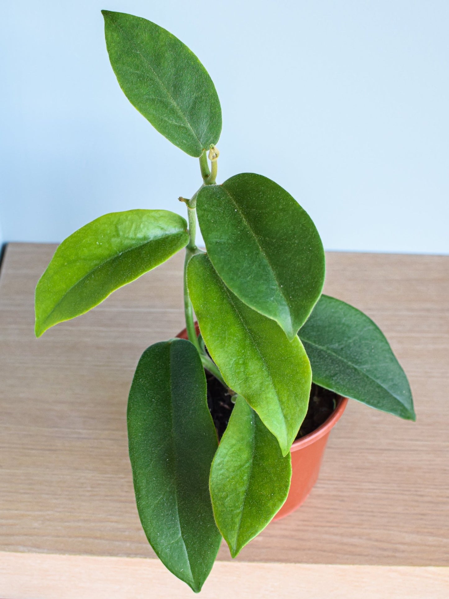 Hoya Albiflora | The Plant Boys