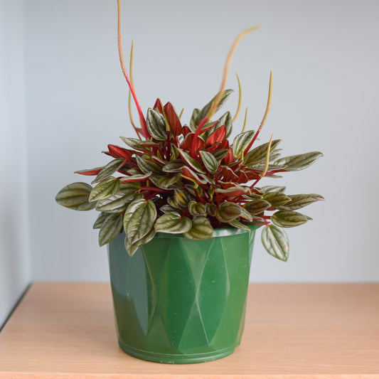 Peperomia San Marino | The Plant Boys