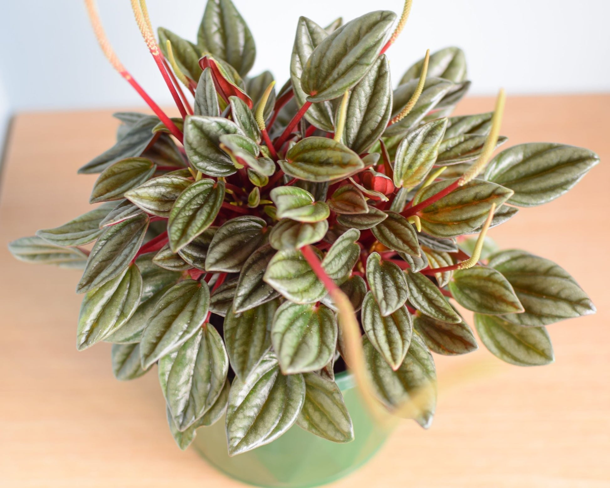 Peperomia San Marino | The Plant Boys