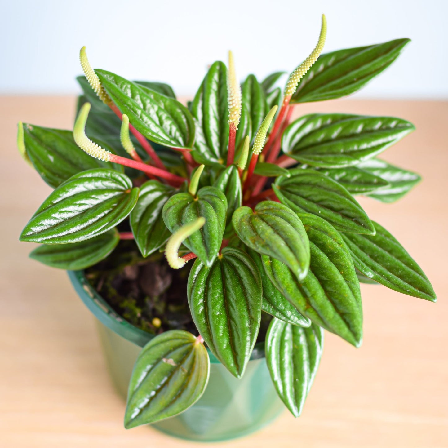 Peperomia Esmeralda | The Plant Boys