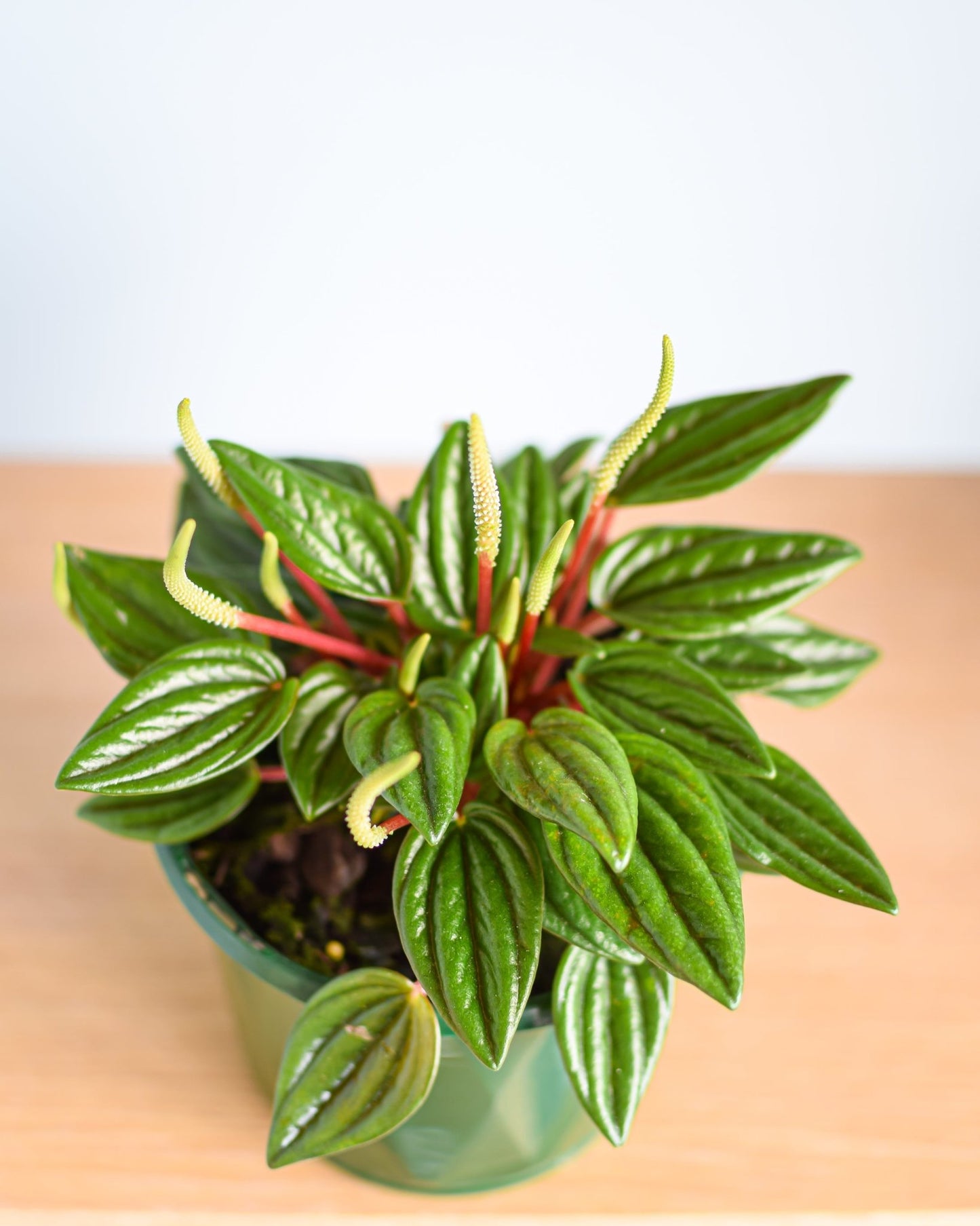 Peperomia Esmeralda | The Plant Boys