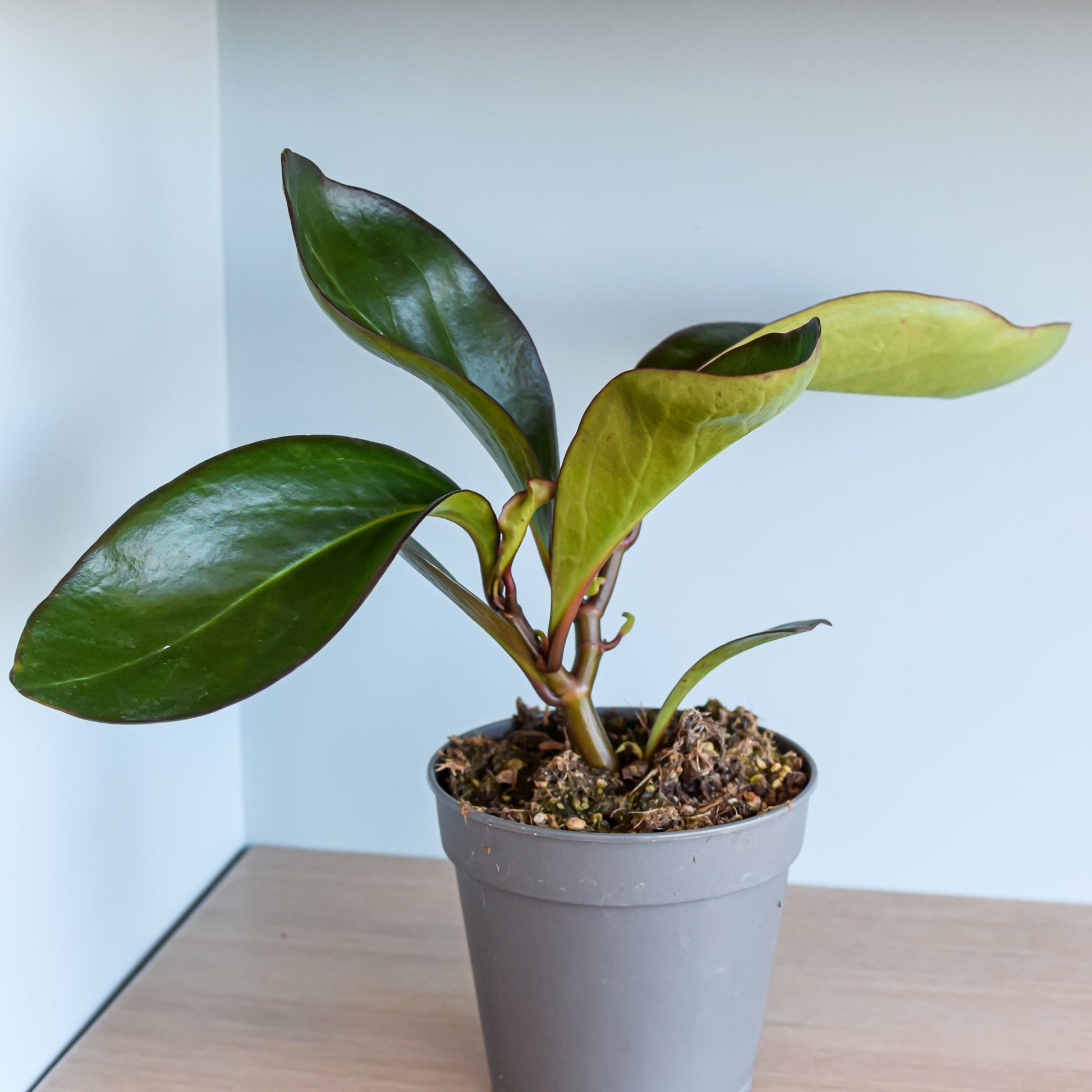 Peperomia Red Margin | The Plant Boys