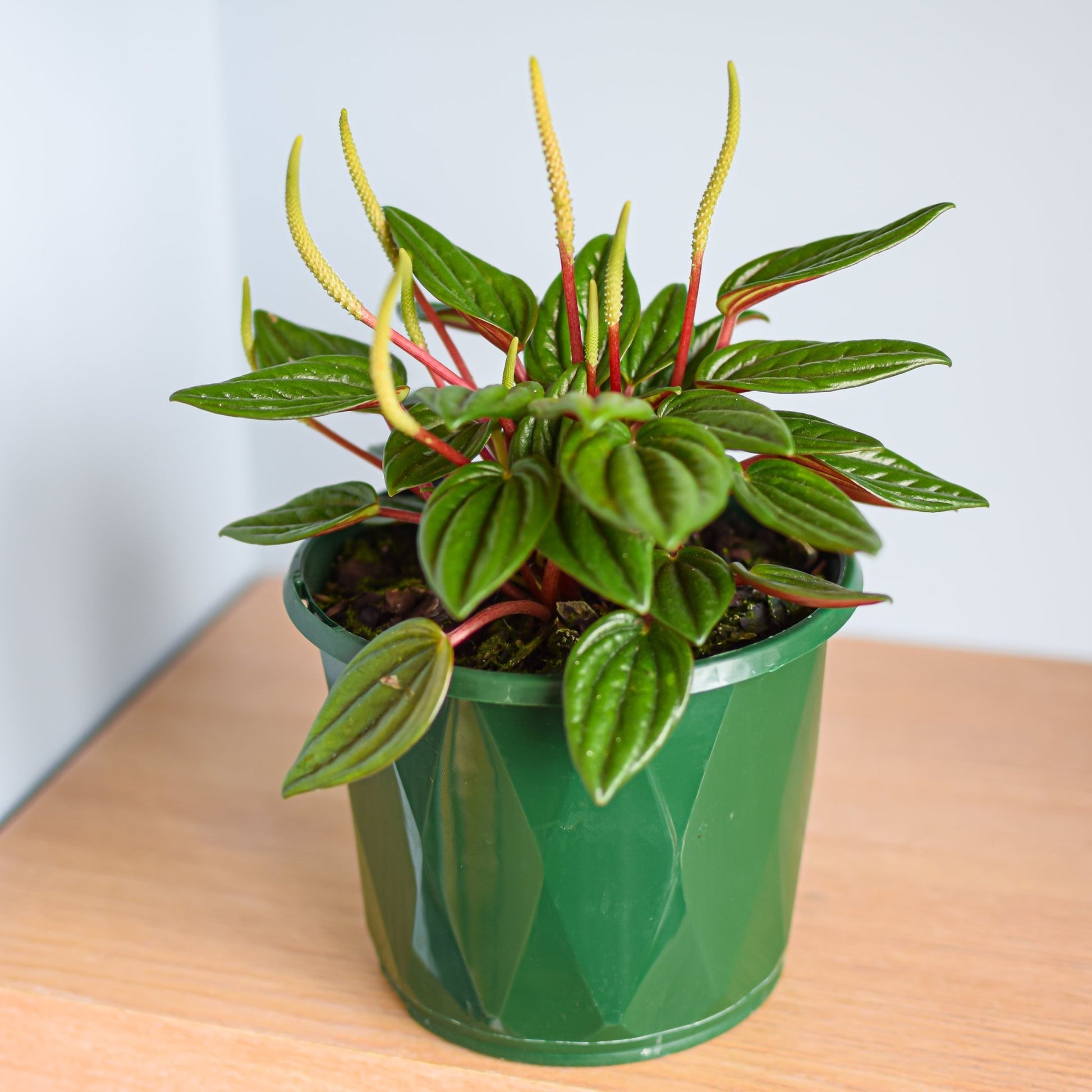 Peperomia Esmeralda | The Plant Boys