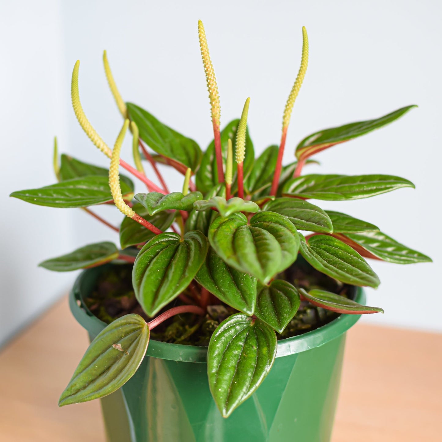 Peperomia Esmeralda | The Plant Boys