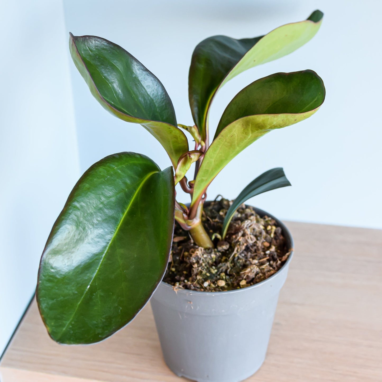 Peperomia Red Margin | The Plant Boys