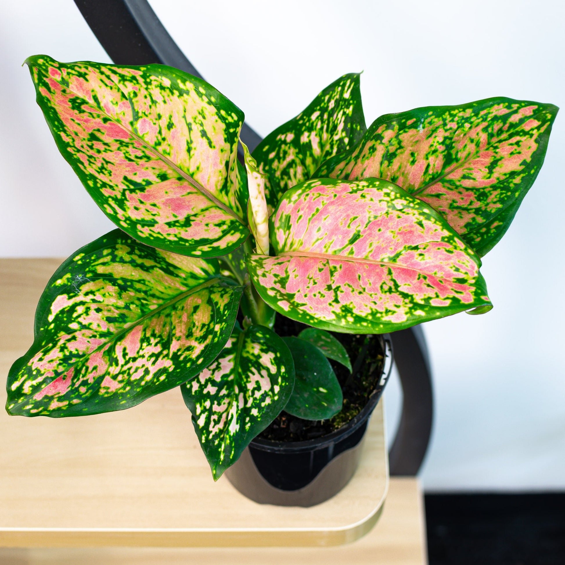 pink wishes aglaonema Aglaonema Wishes – The Plant Boys