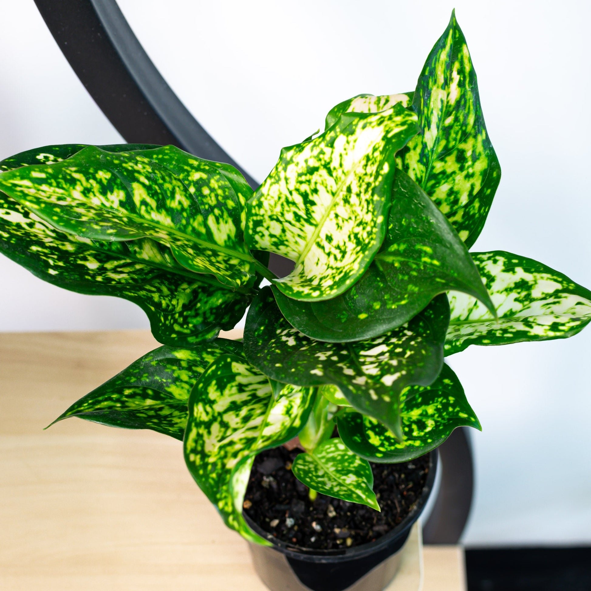 aglaonema commutatum eileen Aglaonema Eileen – The Plant Boys
