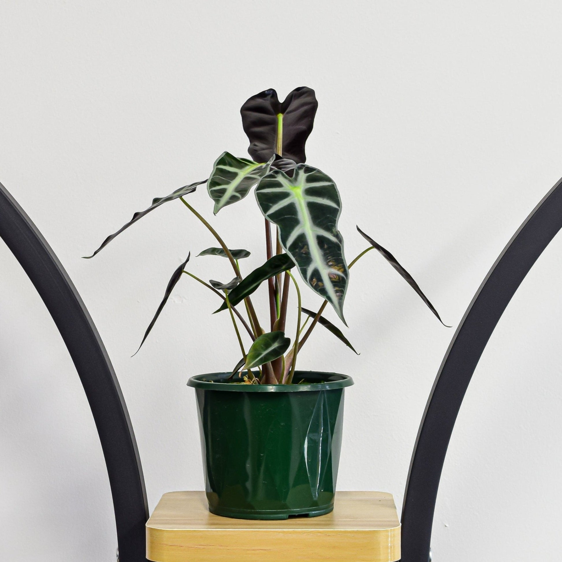 Alocasia Bambino | The Plant Boys