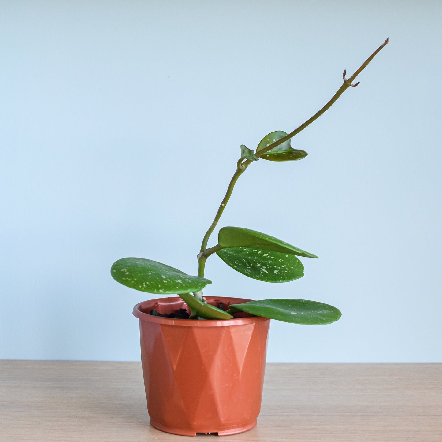 Hoya Obovata | The Plant Boys