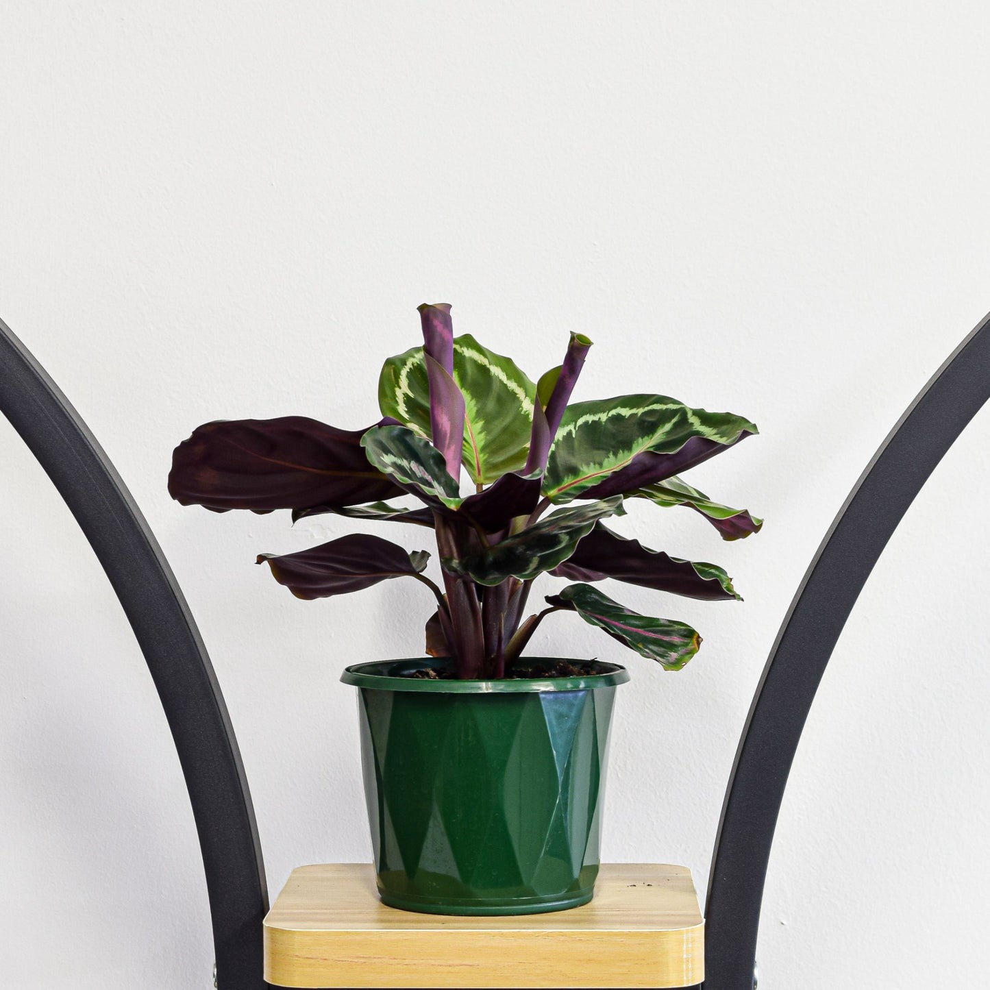 Calathea Medallion | The Plant Boys