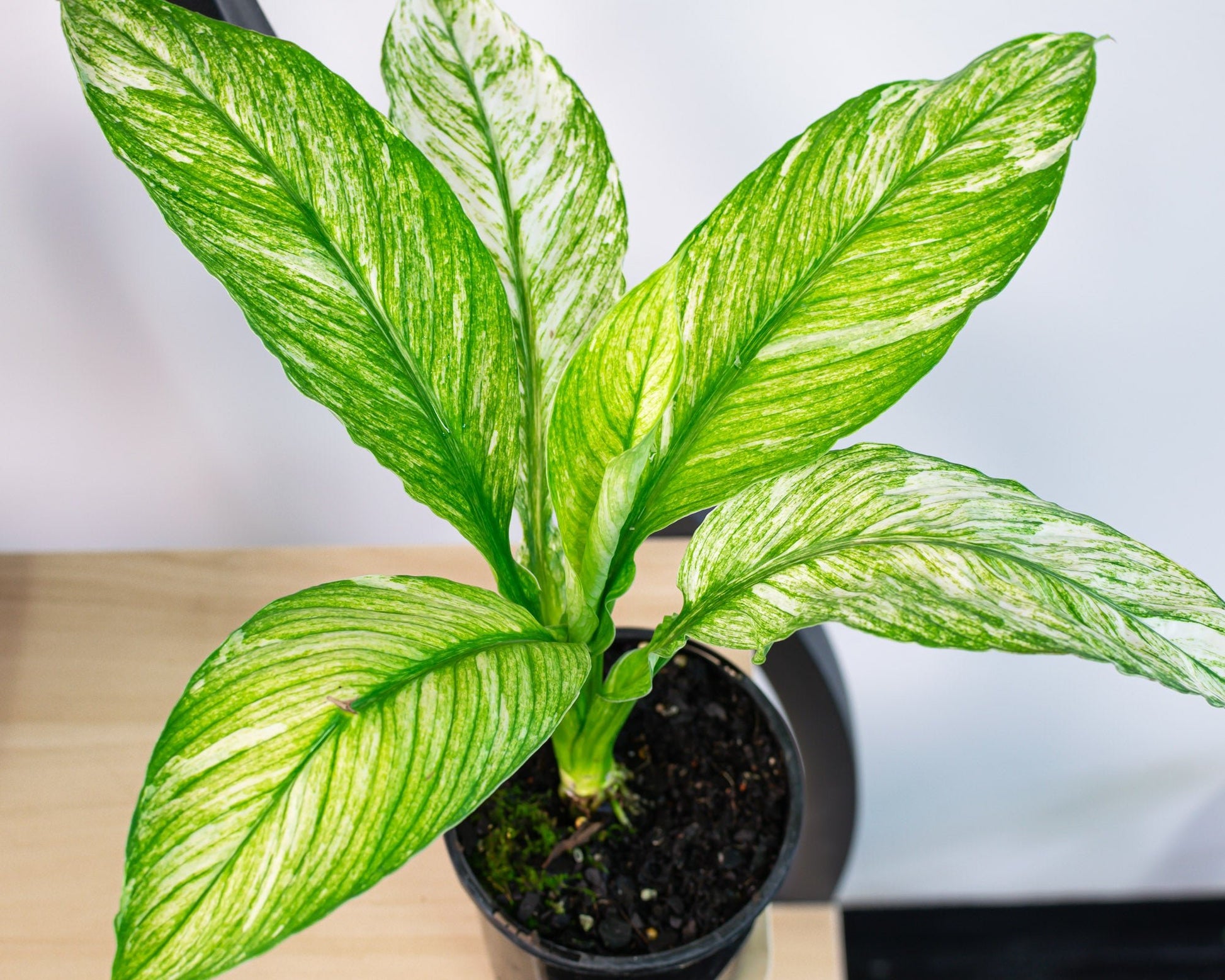 peace lily vs sensation Spathiphyllum Sensation Variegata Peace Lily – The Plant Boys
