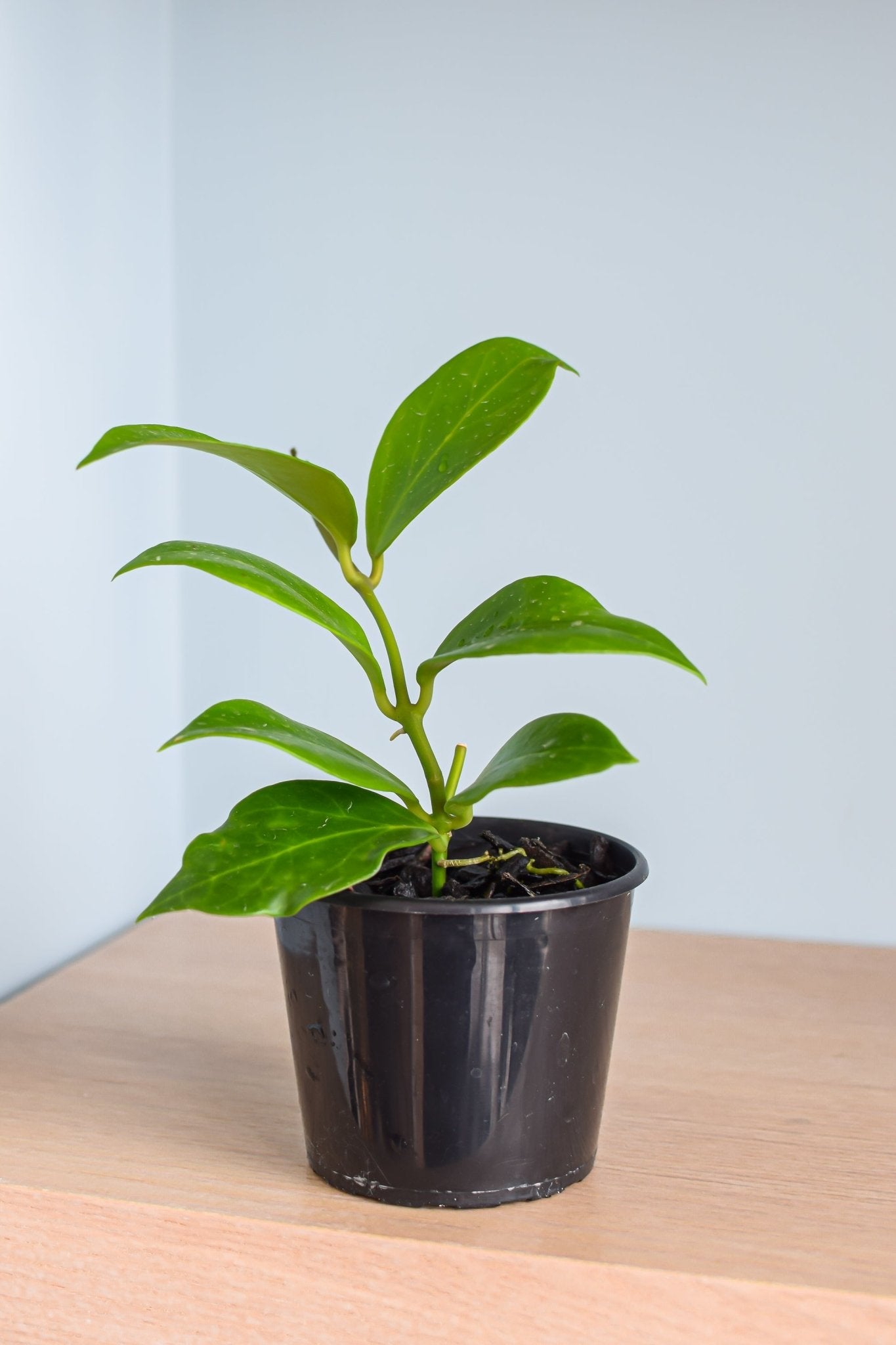 Hoya Obscura | The Plant Boys