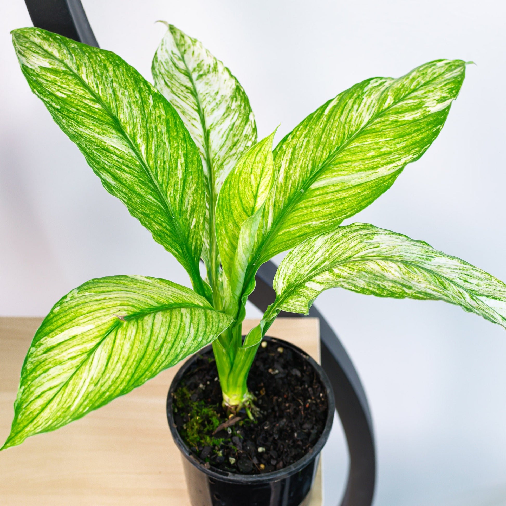 variegated peace lily nz Spathiphyllum Sensation Variegata Peace Lily – The Plant Boys