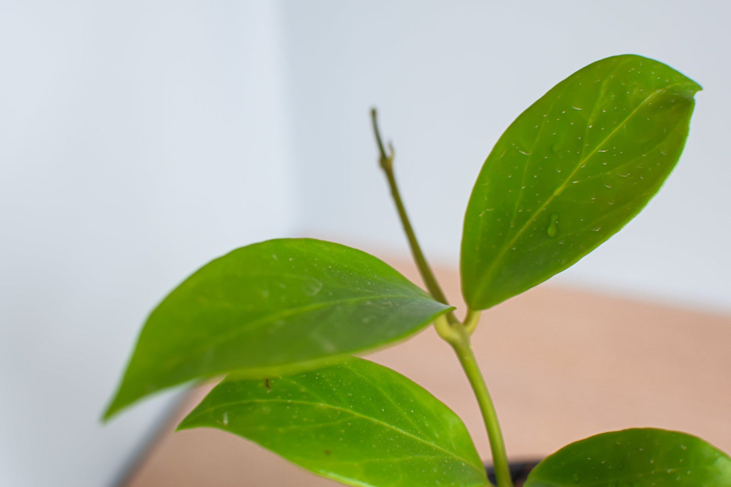 Hoya Obscura | The Plant Boys