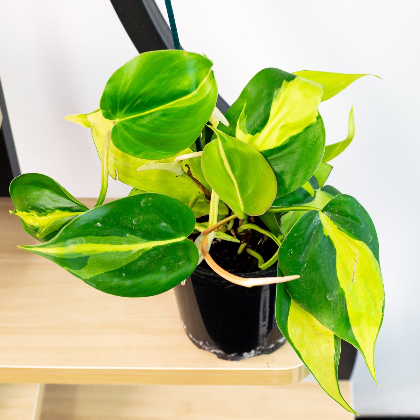 Philodendron Brasil | The Plant Boys