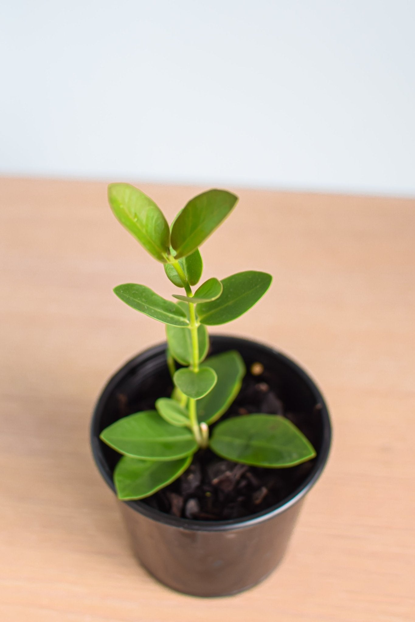 Hoya Cumingiana | The Plant Boys