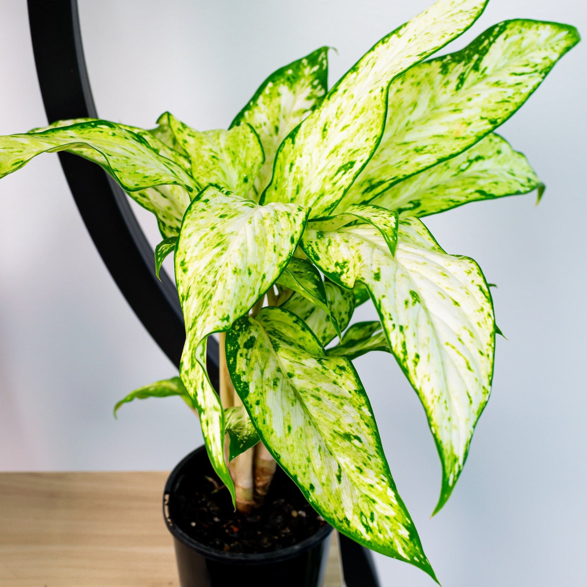 dieffenbachia starlight Dieffenbachia Star Bright – The Plant Boys