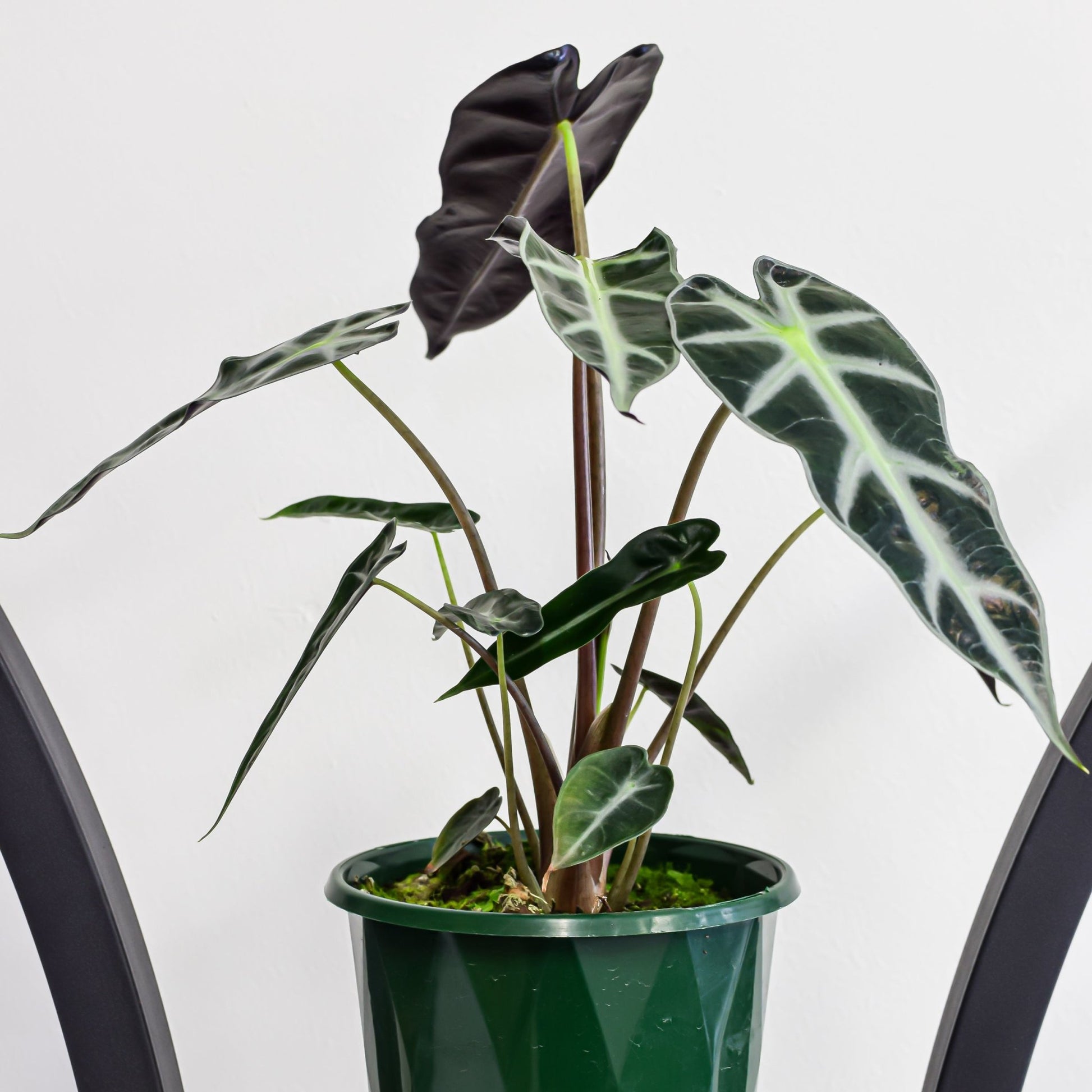 Alocasia Bambino | The Plant Boys