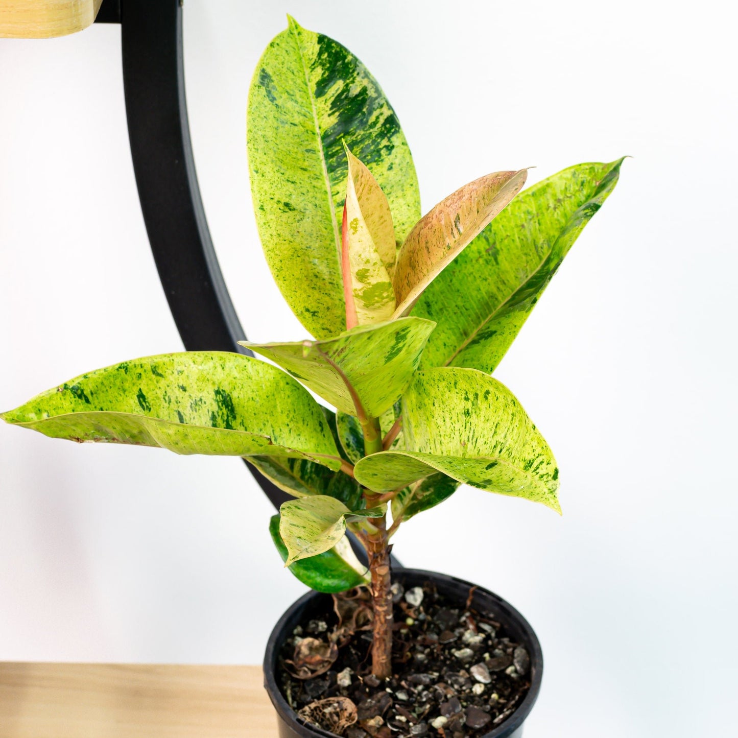 Ficus Elastica Shivereana | The Plant Boys