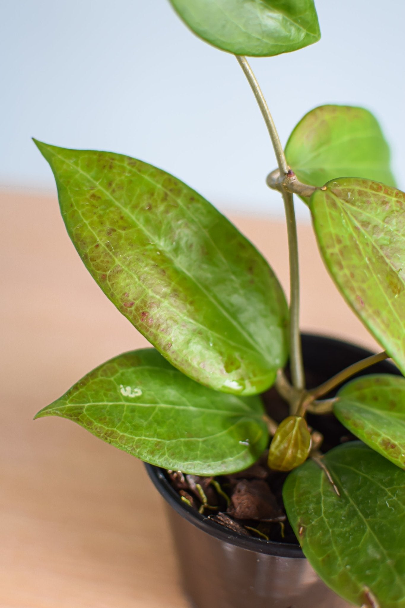 Hoya Potsii | The Plant Boys