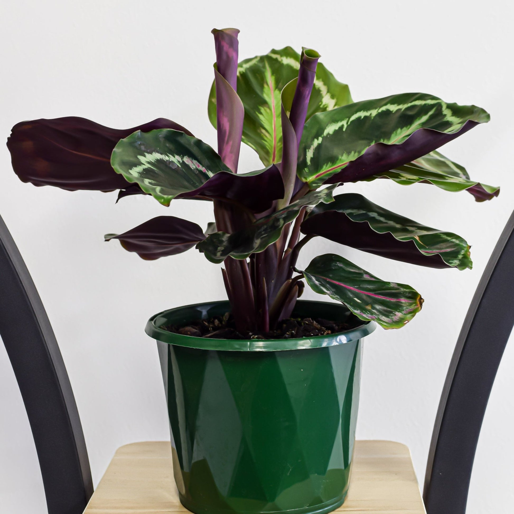 Calathea Medallion | The Plant Boys