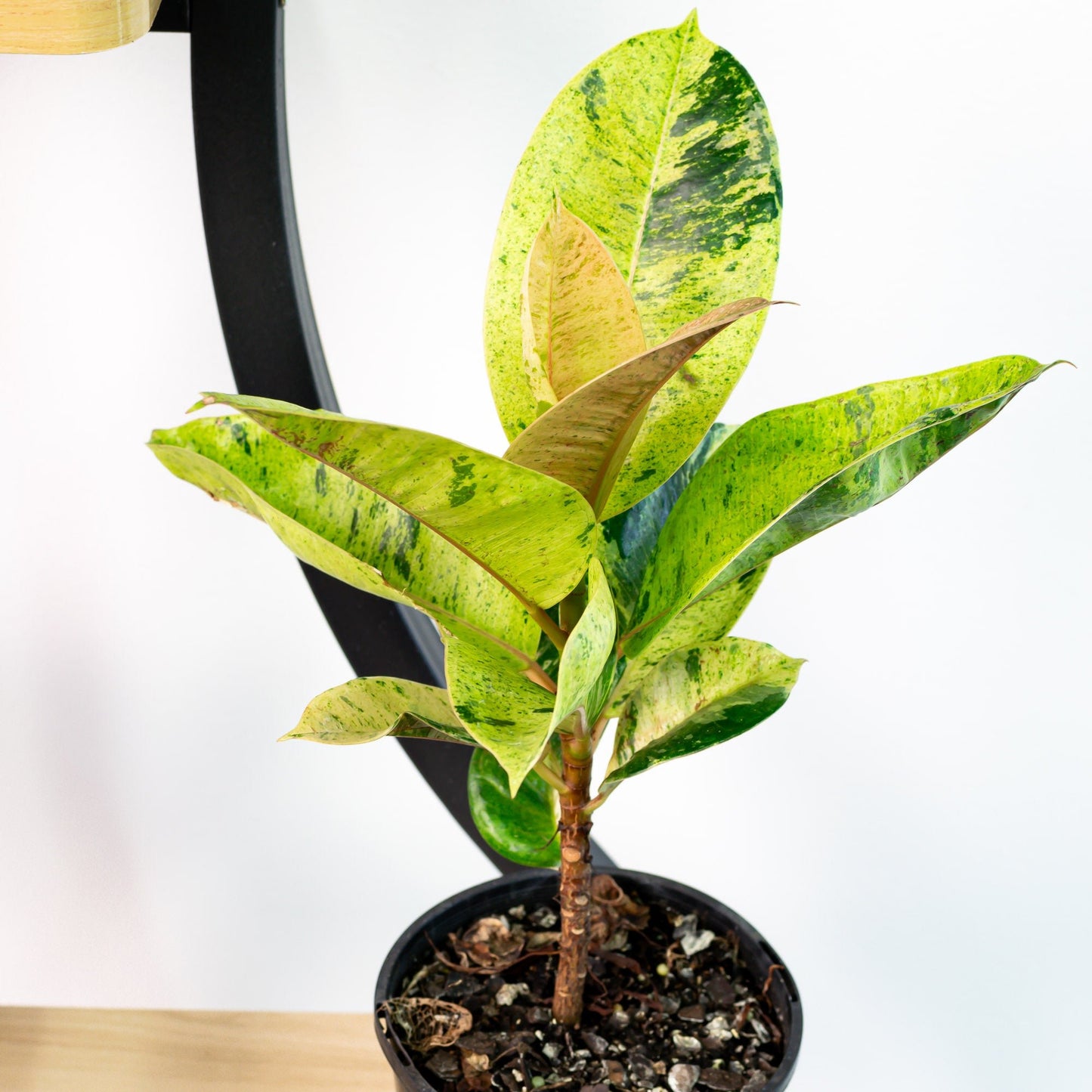 Ficus Elastica Shivereana | The Plant Boys