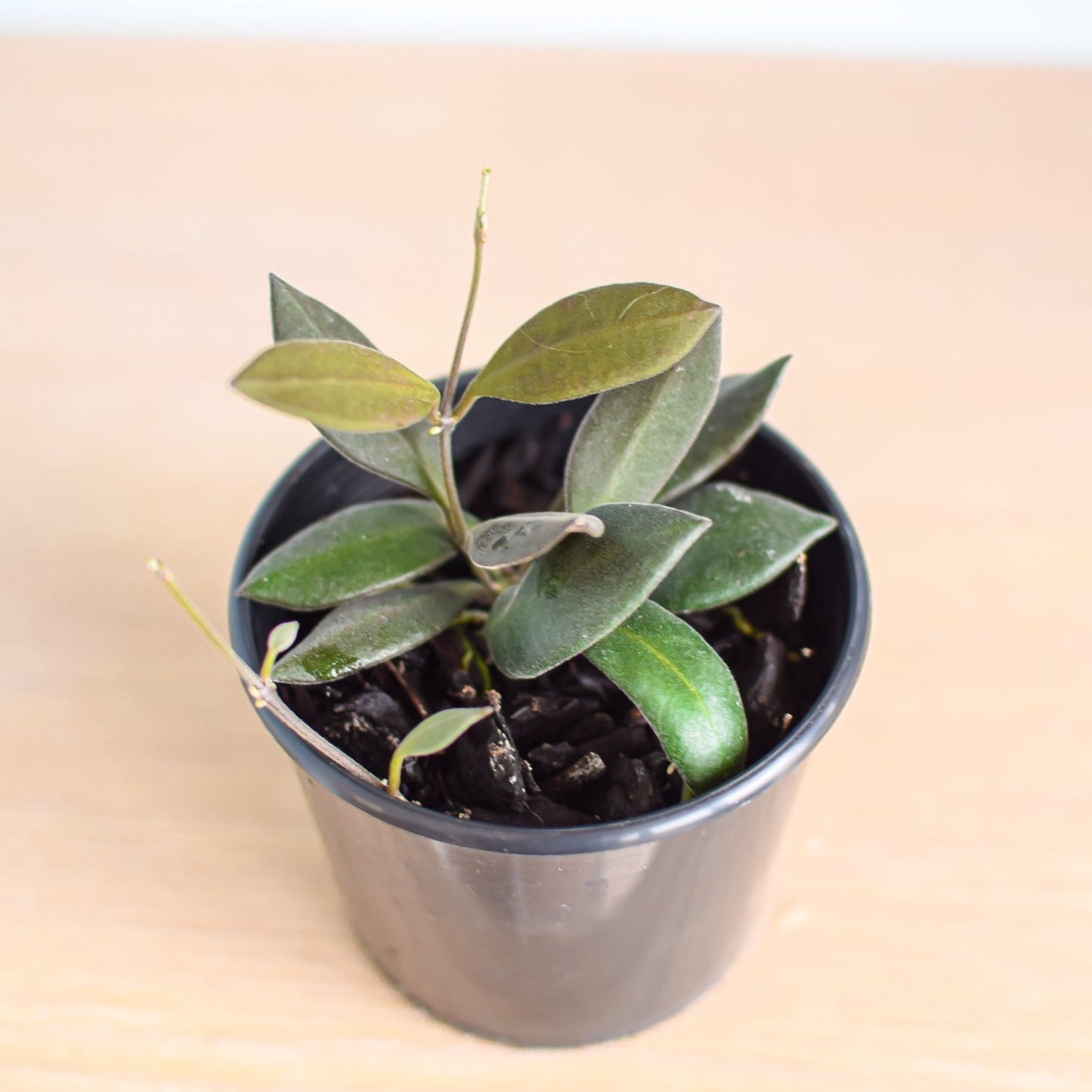 Hoya Burtoniae | The Plant Boys