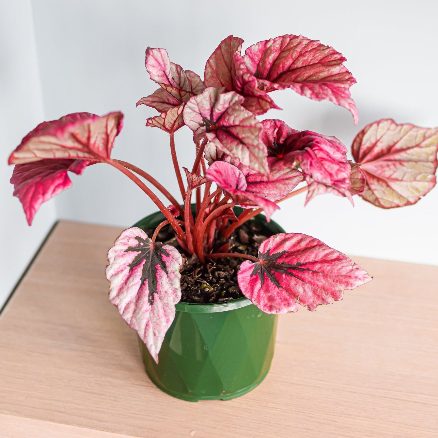 Begonia Indian Summer | The Plant Boys