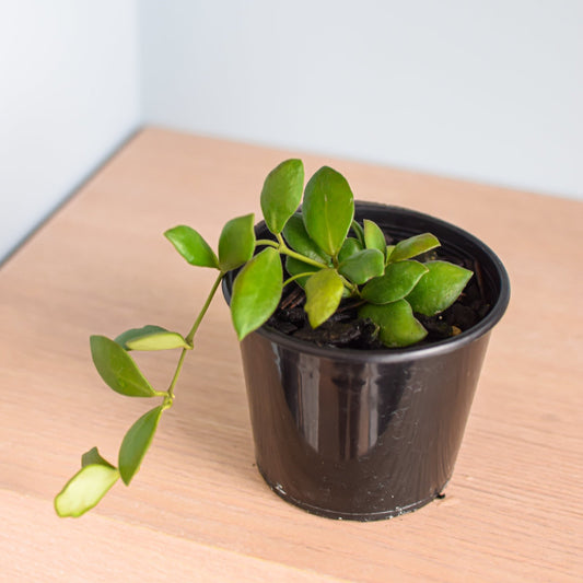 Hoya Bilobata | The Plant Boys