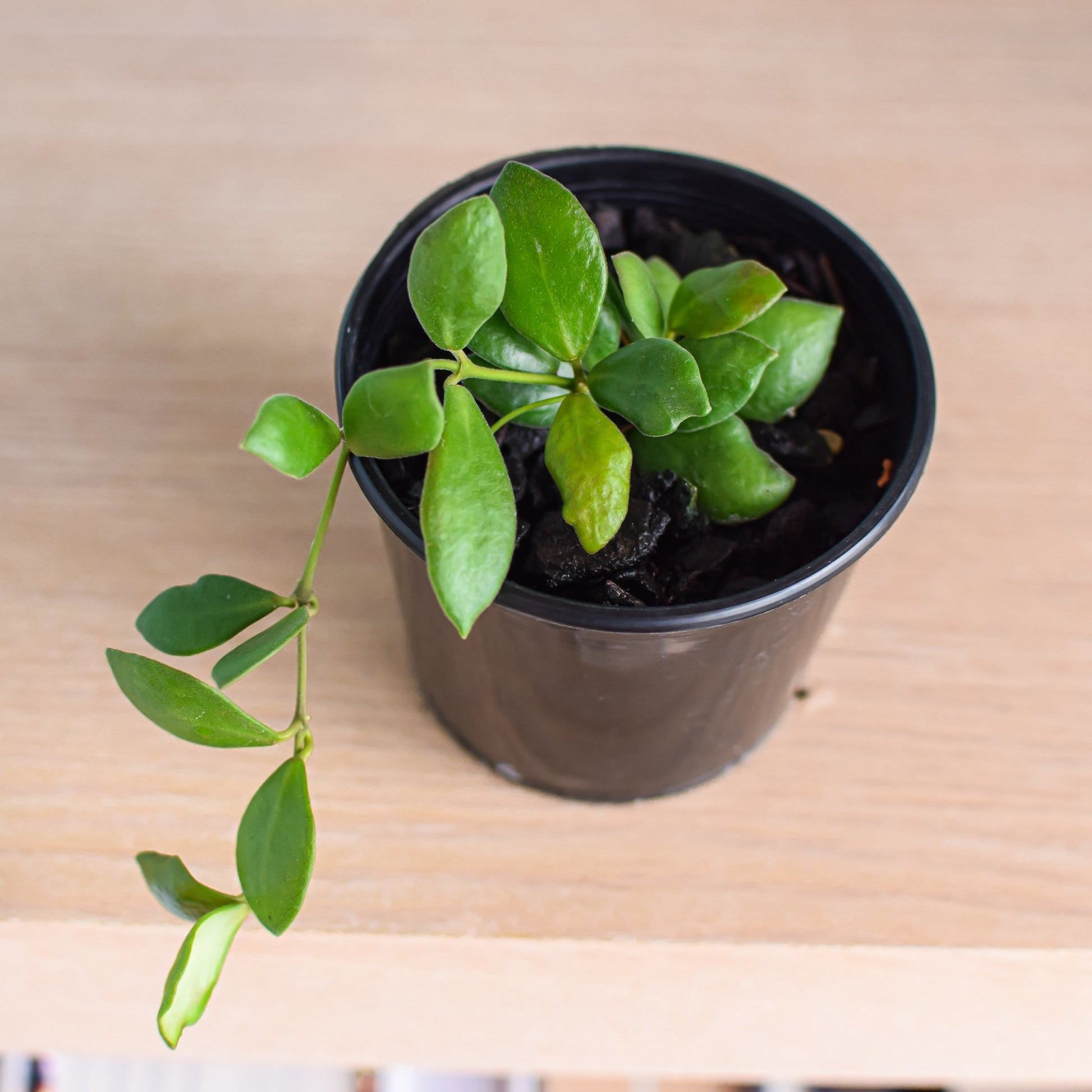 Hoya Bilobata | The Plant Boys