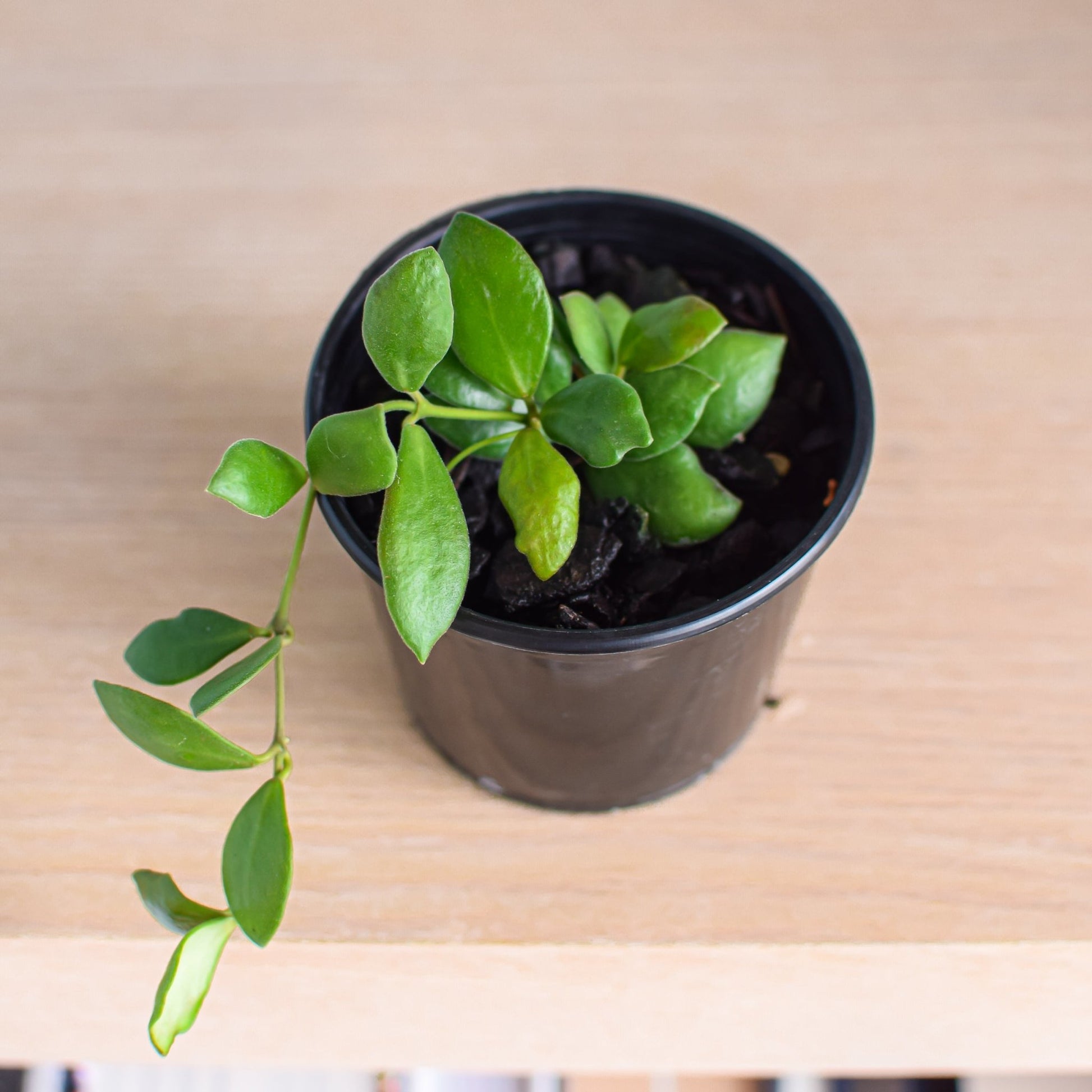 Hoya Bilobata | The Plant Boys