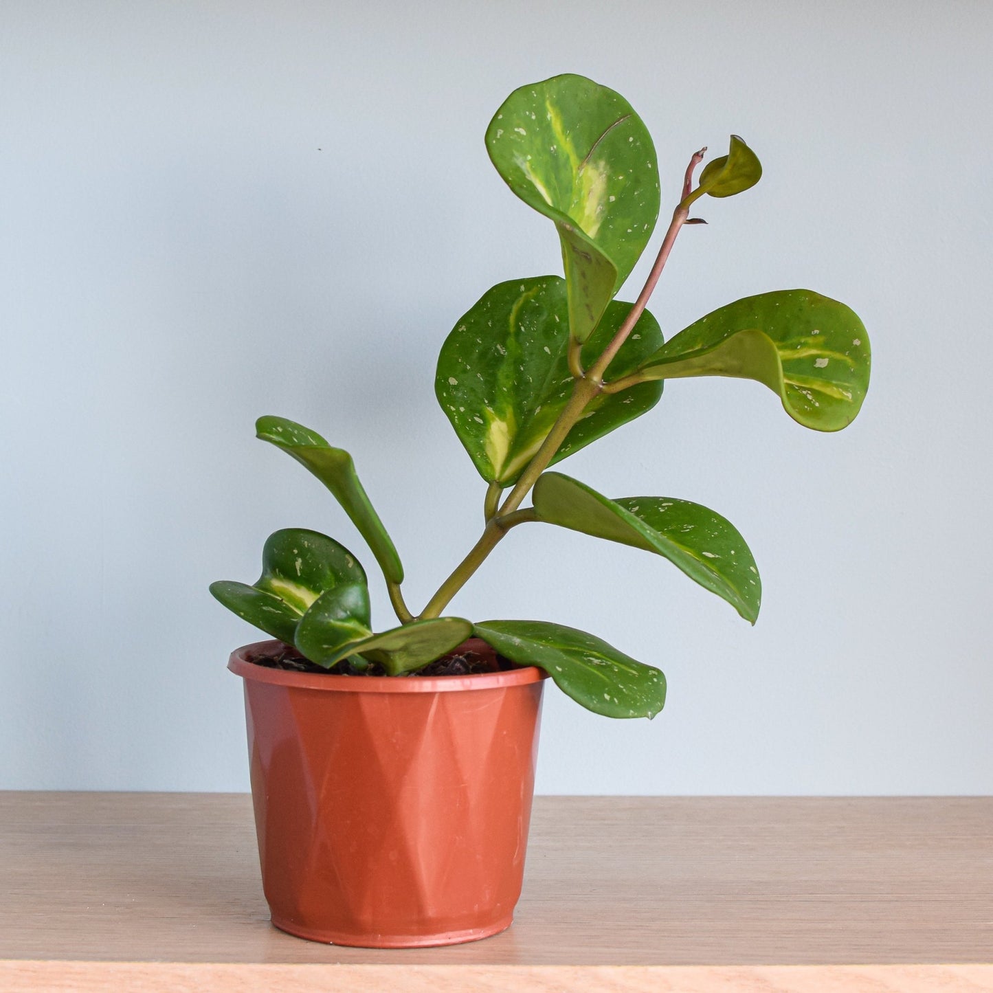 Hoya Obovata Variegata | The Plant Boys