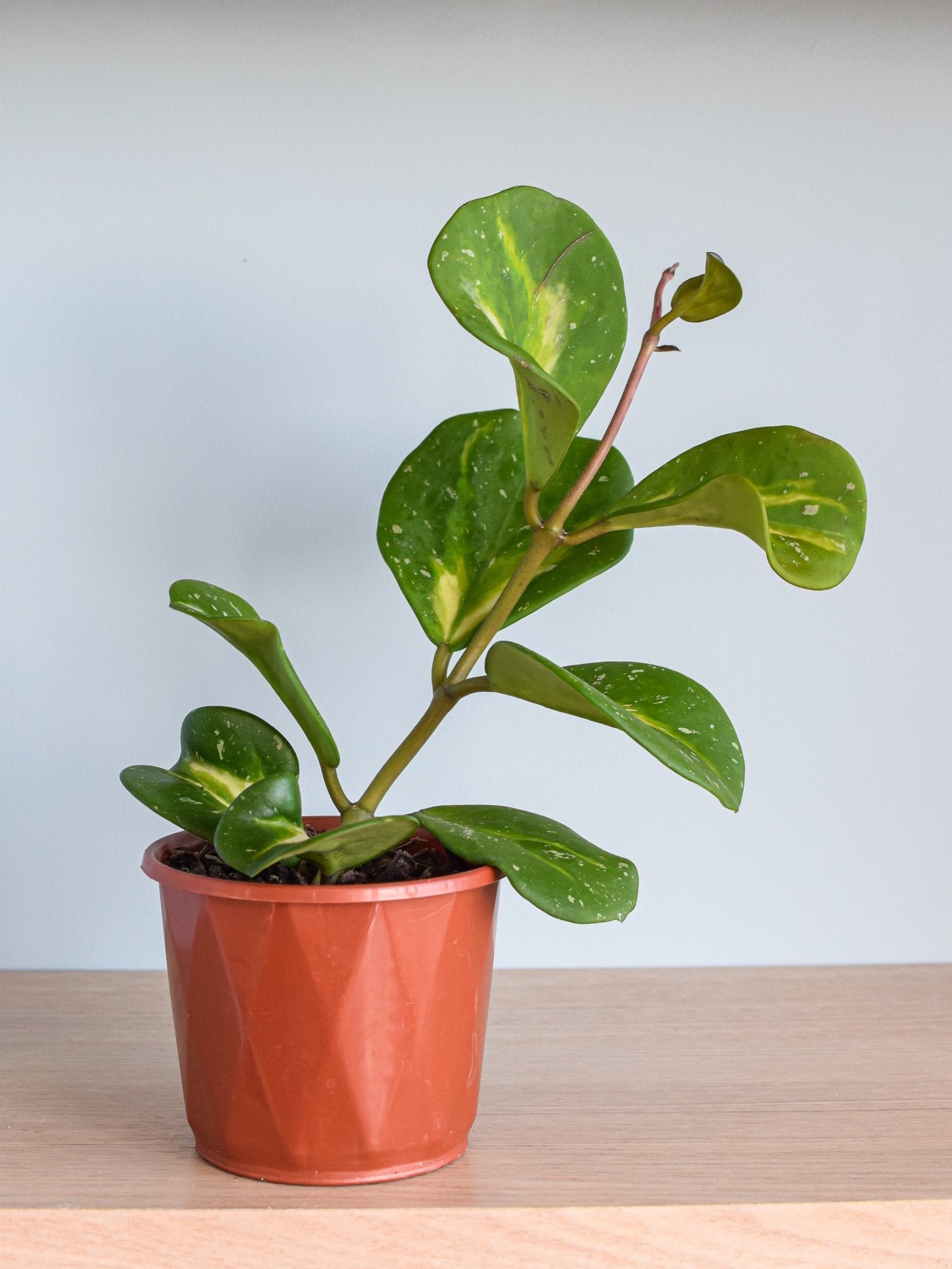 Hoya Obovata Variegata | The Plant Boys