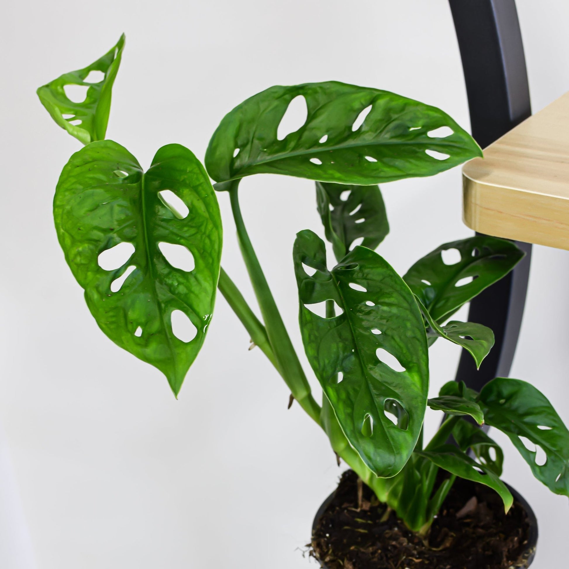 Monstera Adansonii Monkey Mask | The Plant Boys