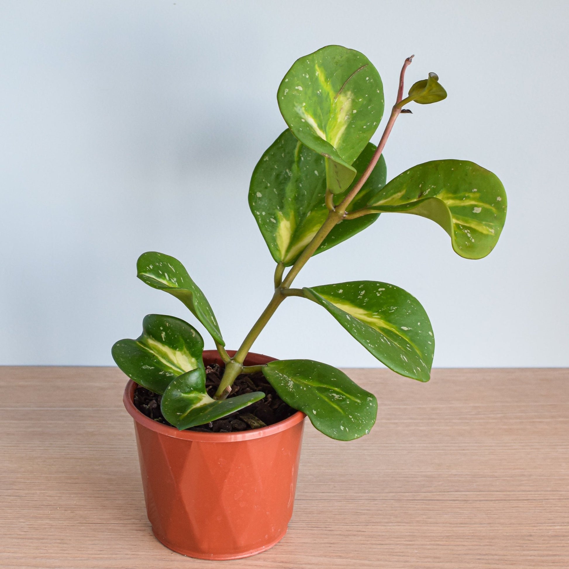 Hoya Obovata Variegata | The Plant Boys