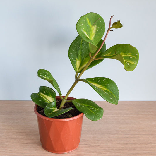 Hoya Obovata Variegata | The Plant Boys