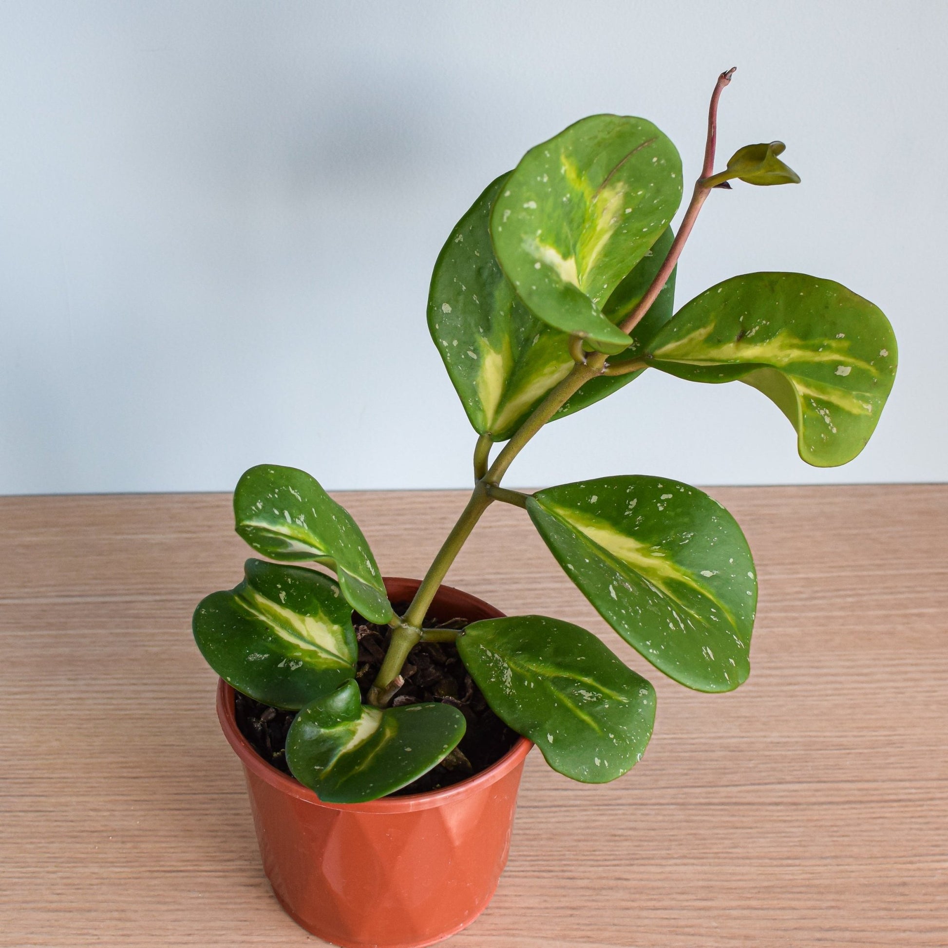 Hoya Obovata Variegata | The Plant Boys