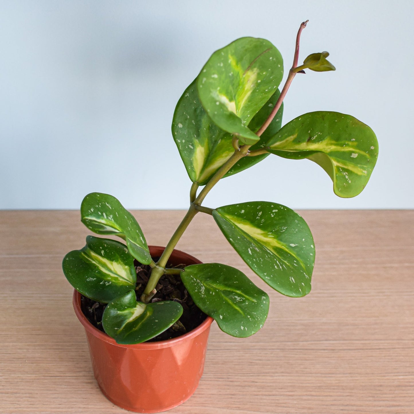 Hoya Obovata Variegata | The Plant Boys