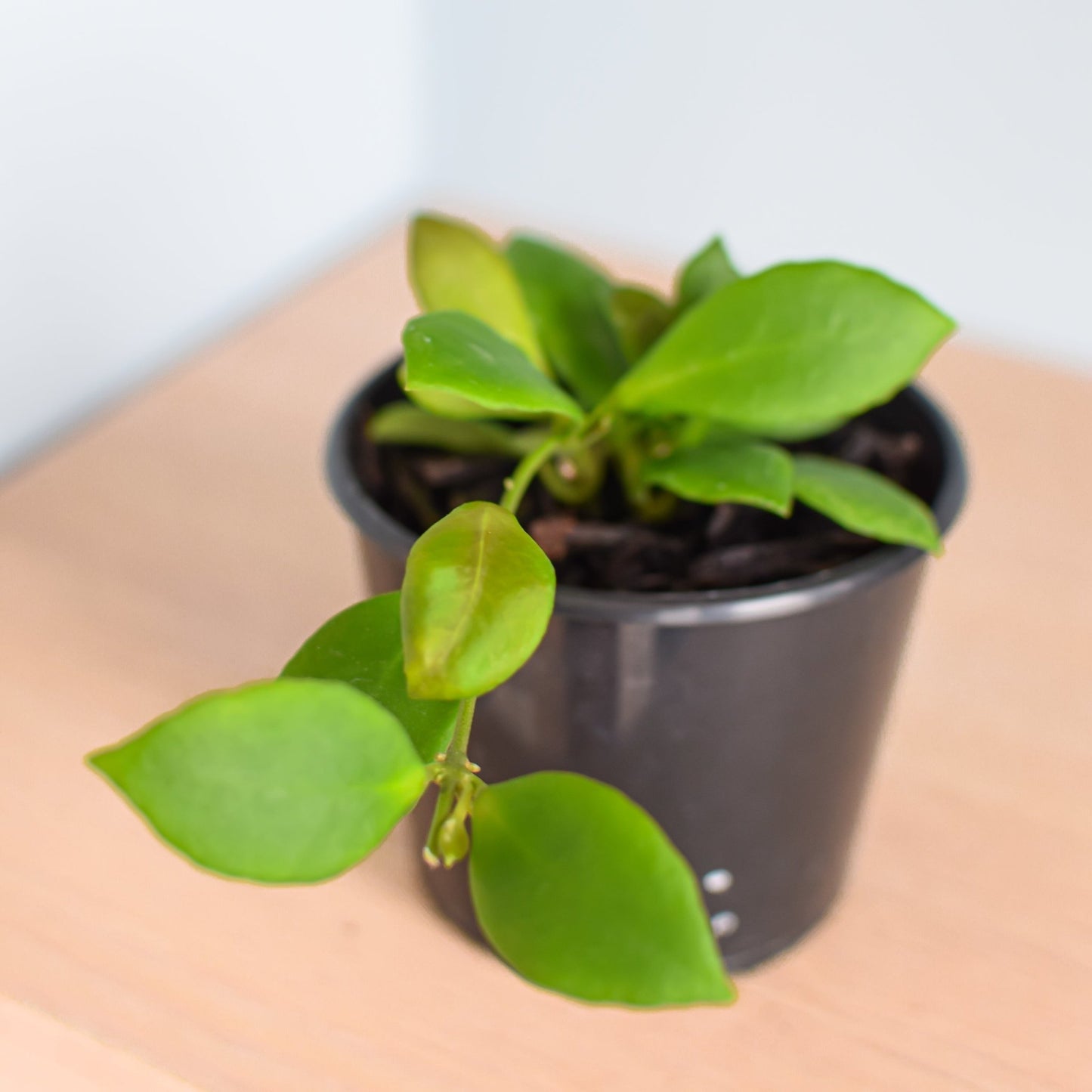 Hoya Heuschkeliana Pink | The Plant Boys