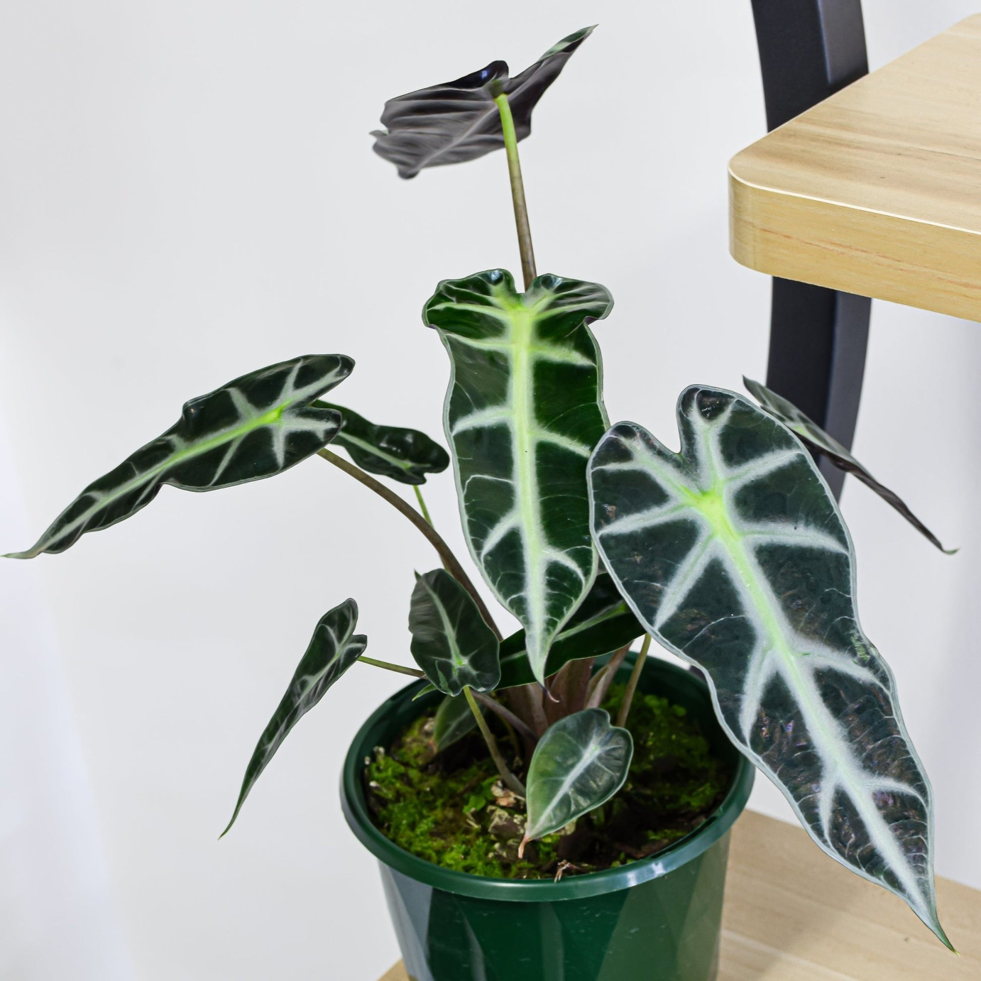 Alocasia Bambino | The Plant Boys