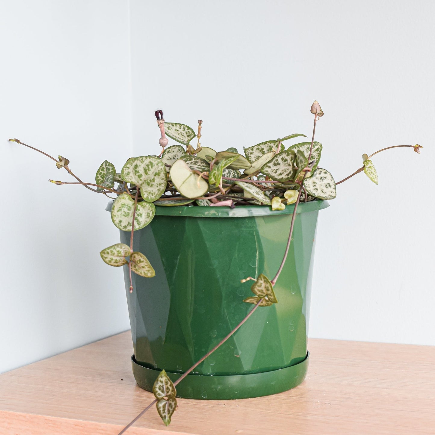 Ceropegia Woodii Chain of Hearts | The Plant Boys