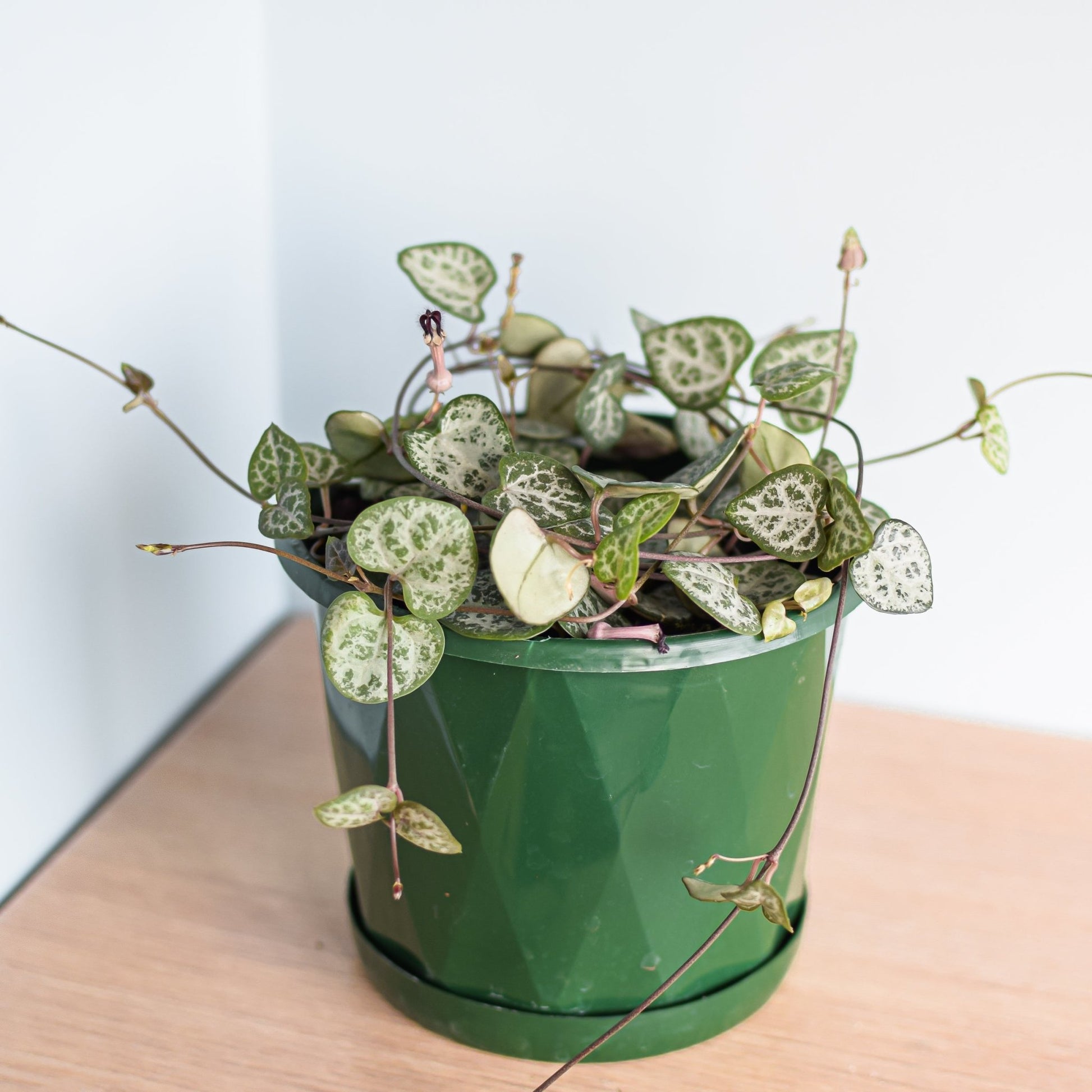 Ceropegia Woodii Chain of Hearts | The Plant Boys